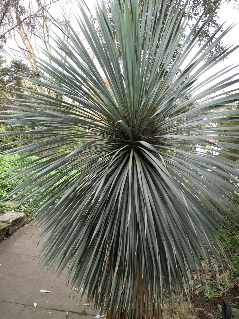 Spherical tuft of silvery blue, narrow leaves.