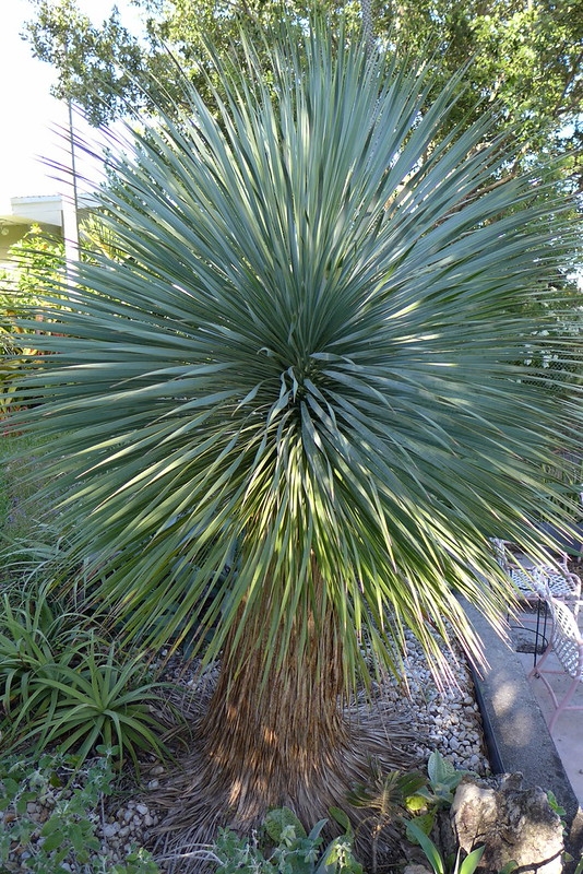 Spherical tuft of silvery blue, narrow leaves.