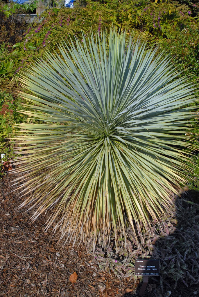 Spherical tuft of silvery blue, narrow leaves.