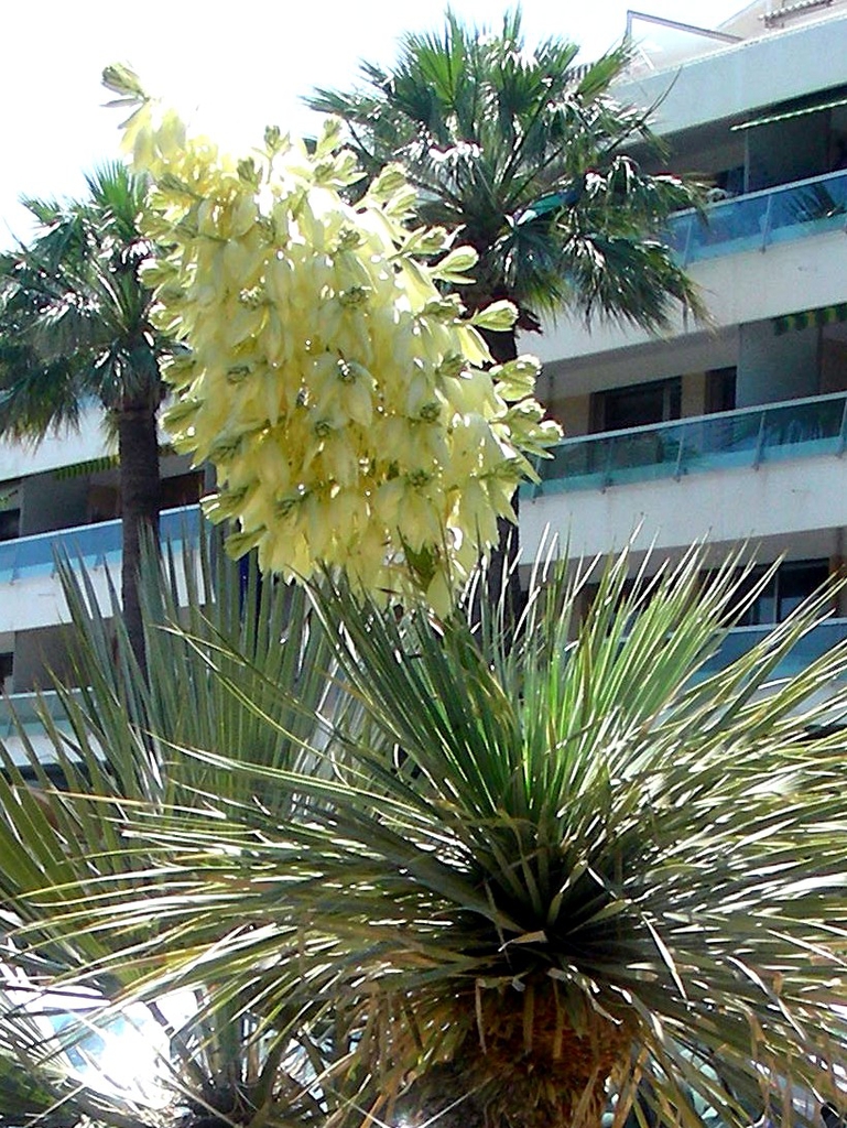 Terminal, dense panicle of waxy, white flowers.