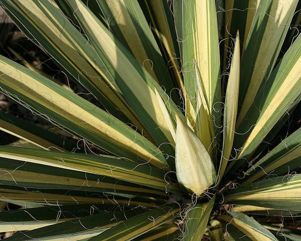 Close-up of rosette showing leaves with central creamy stripe.