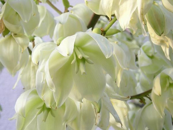 White, 6-tepal flowers, pendulous, in large panicles.