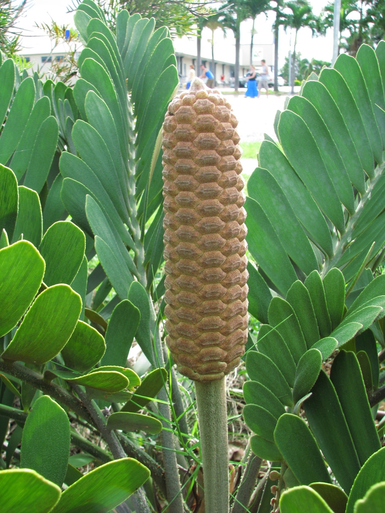 Upright cone looking like a corn cob.