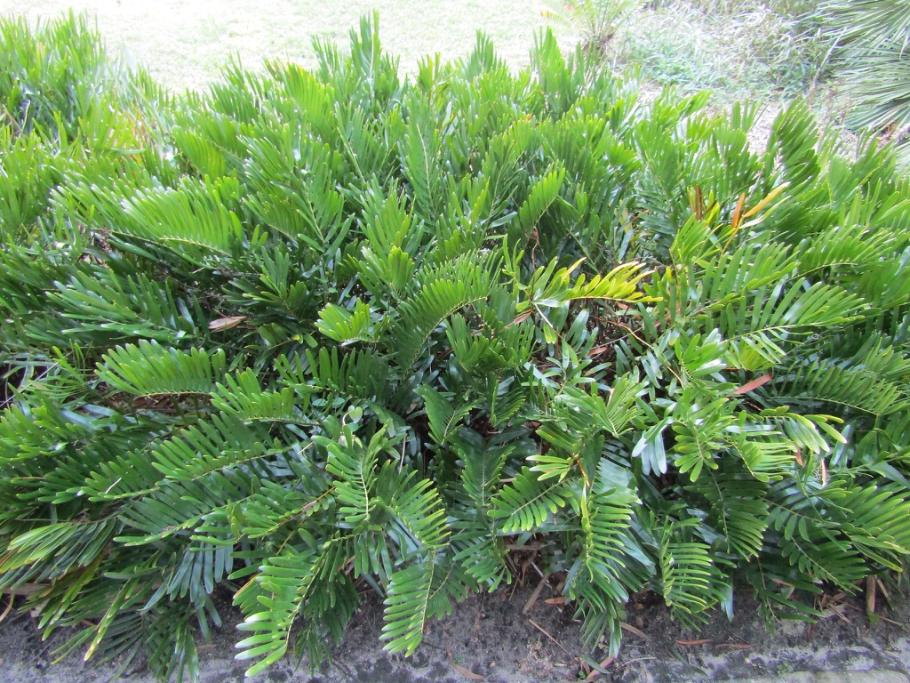 Clump of pinnate leaves emerging in all directions.