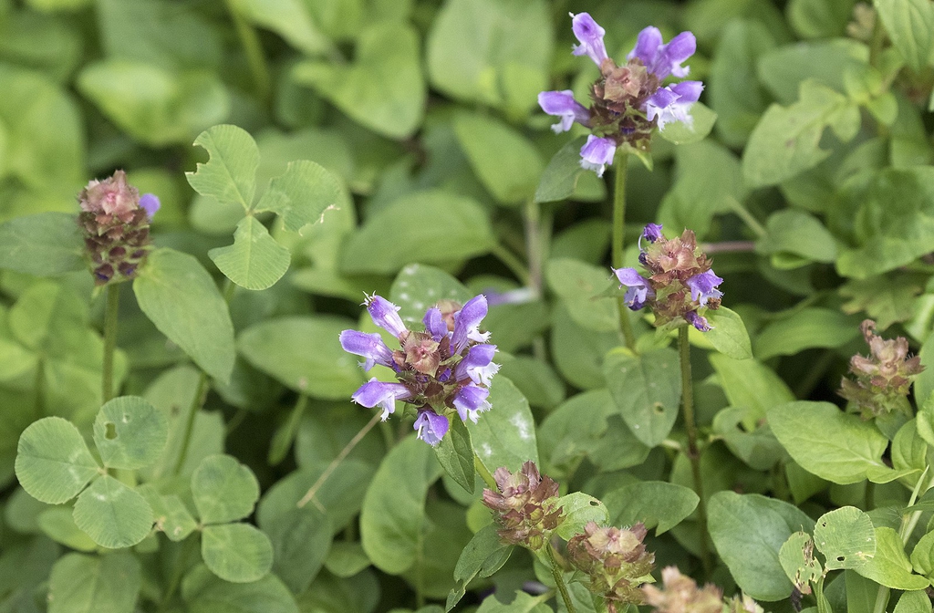 Prunella vulgaris