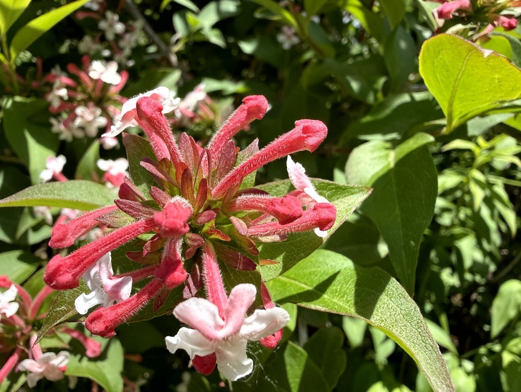 Clusters of pink buds and white trumpet-shaped flowers