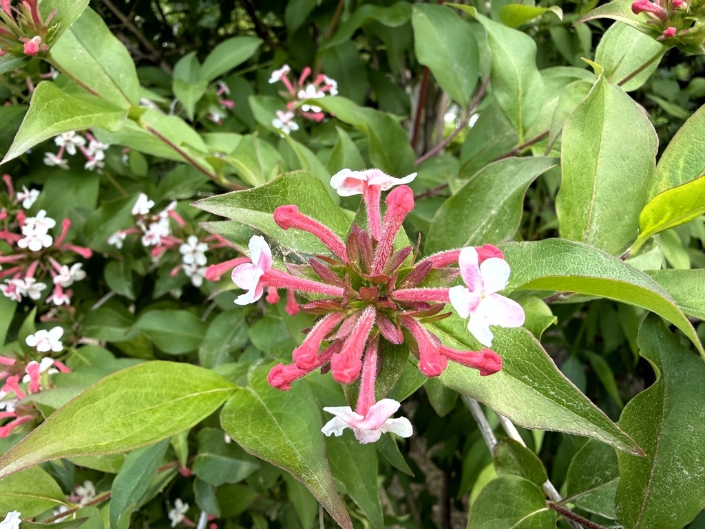 Clusters of pink buds and white trumpet-shaped flowers