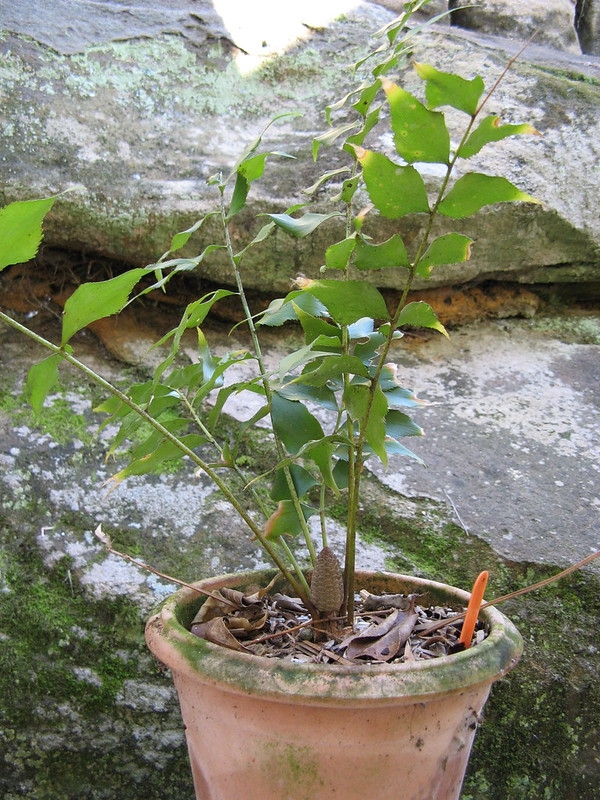 Potted plant with cluster of fern-like, pinnate leaves.