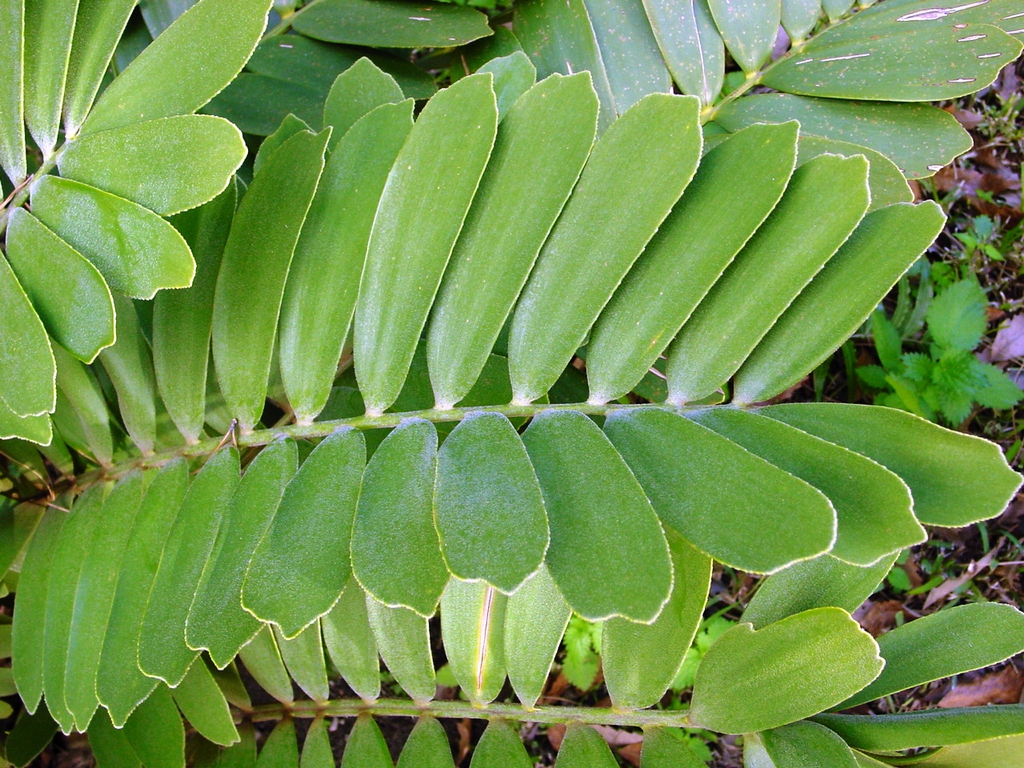 Pinnate leaf with stiff, broad leaflets.