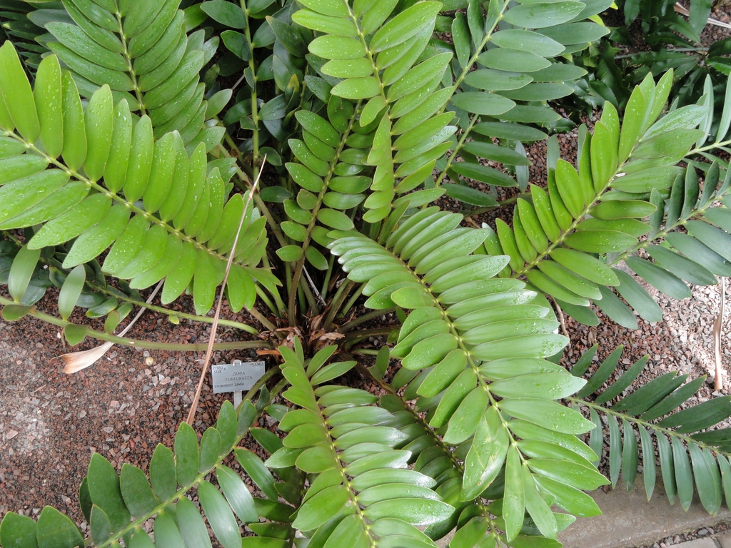 Plant with cluster of stiff, fern-like, pinnate leaves.