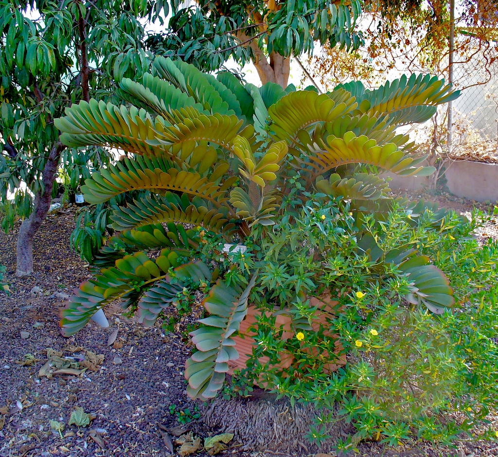 Potted plant with cluster of stiff, fern-like, pinnate leaves.