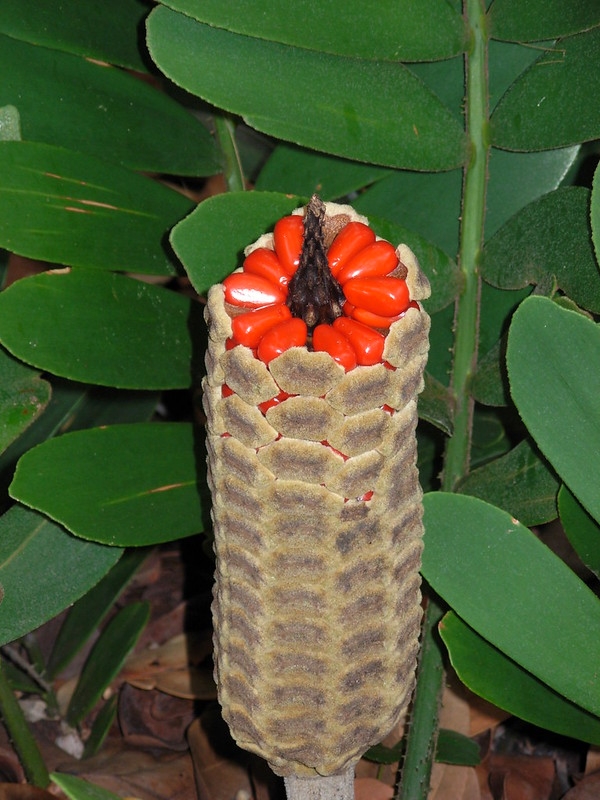 Cone with tip broken off to reveal bright red, large seeds.