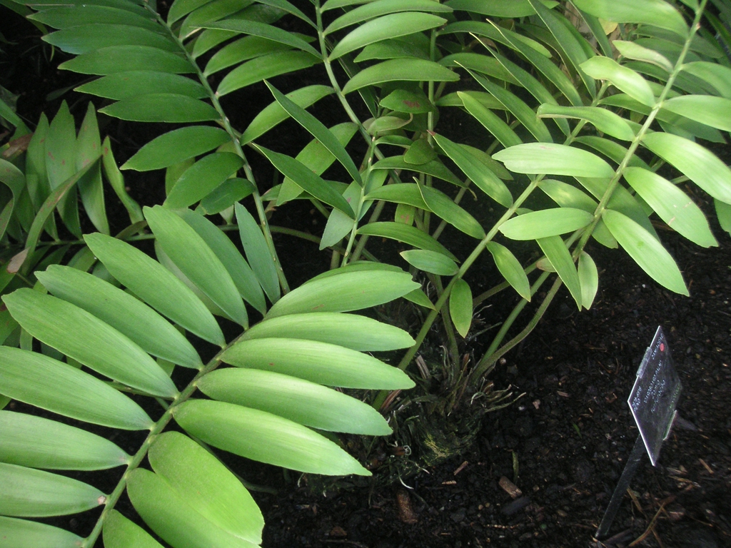 Potted plant with cluster of stiff, fern-like, pinnate leaves.