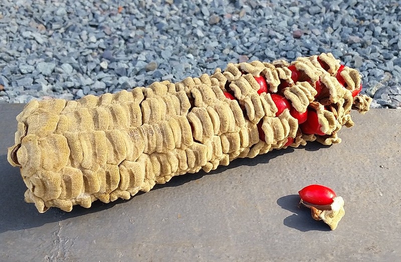 Detached cone broken open to show red, fleshy seeds.