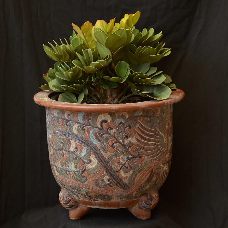 Potted plant with tight, compact leaves