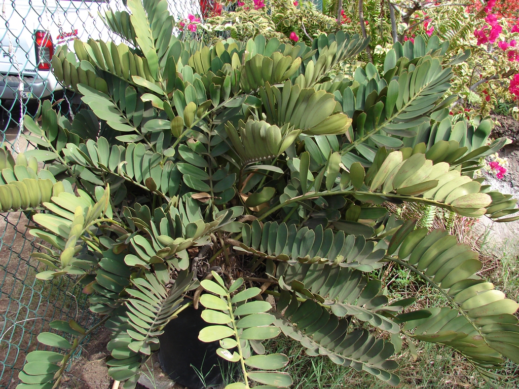 Cluster of stiff, fern-like, pinnate leaves.