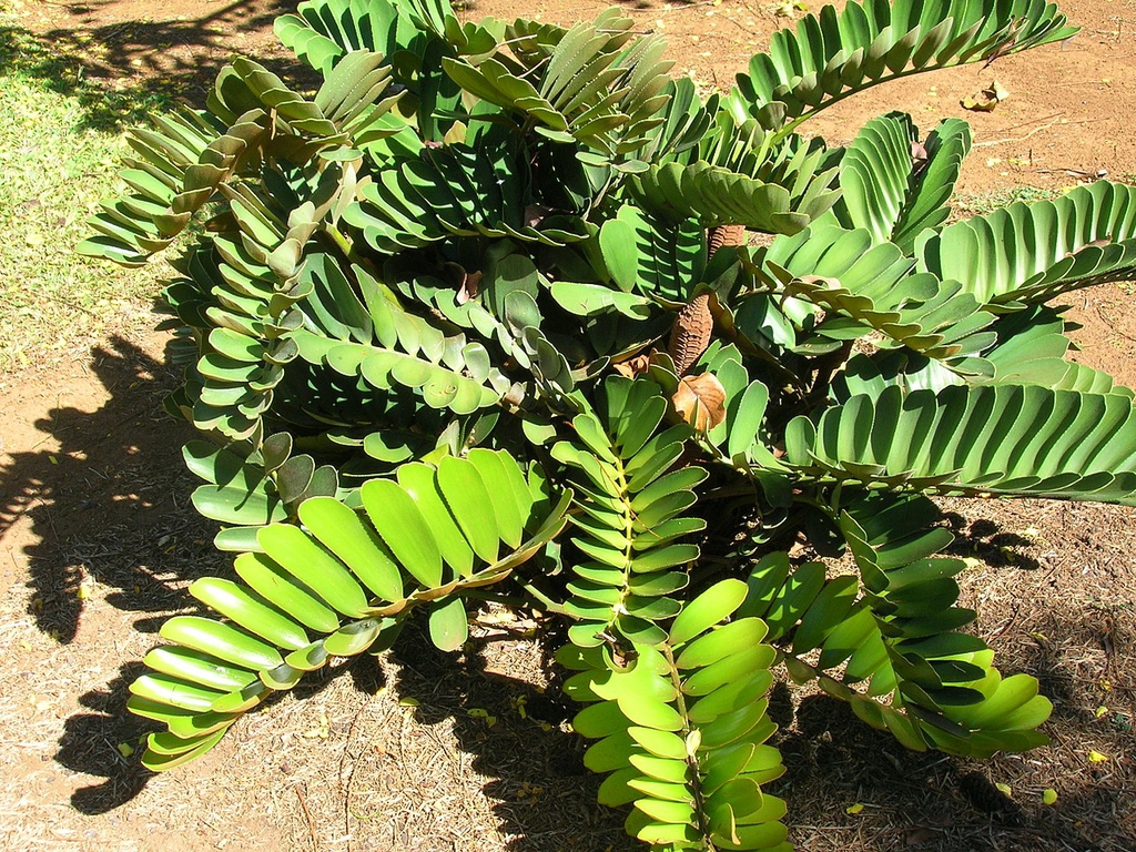 small plant with stiff, broad leaflets.