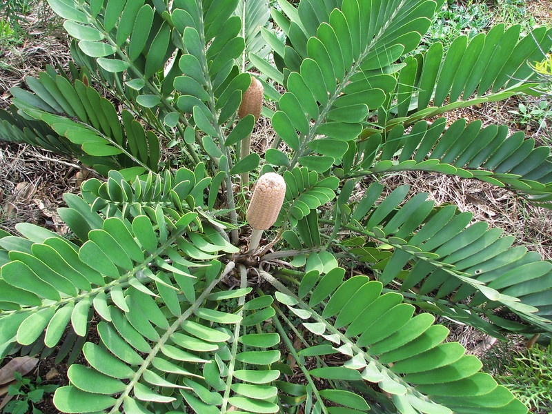 Rosette of pinnate leaves; female cone emerging in the center.