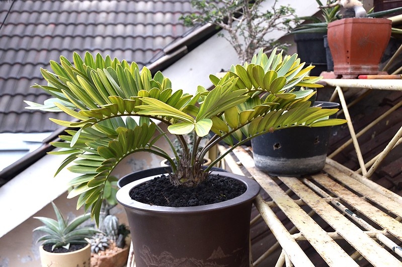 Potted plant with leaflets with yellow longitudinal stripes.