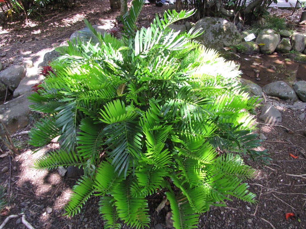Mass of pinnate leaves emerging from ground level