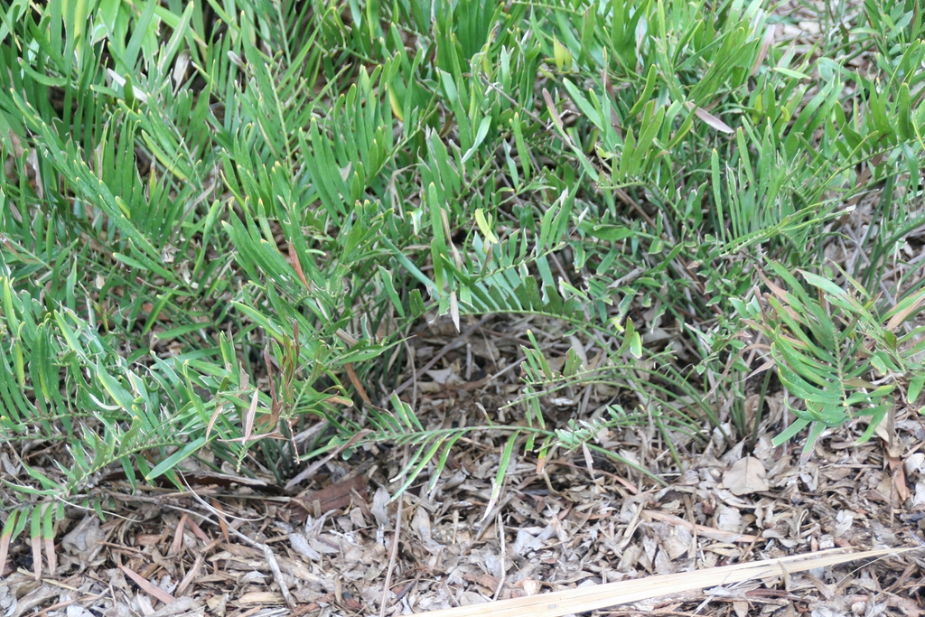 Mass of pinnate leaves emerging from ground level