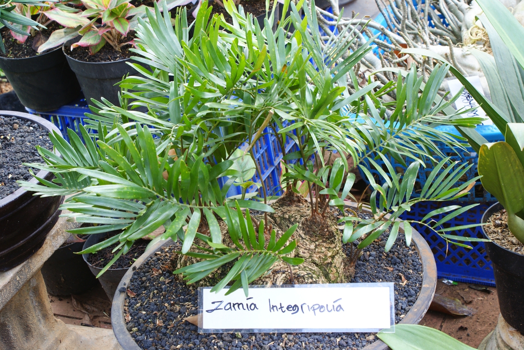 Fern-like plant in a pot. Leaves are pinnate.