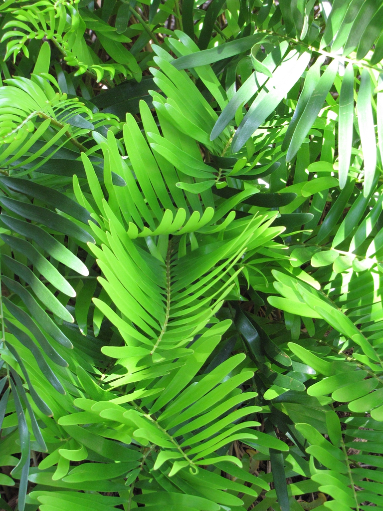 Fresh, green pinnate leaves with smooth, narrow leaflets.