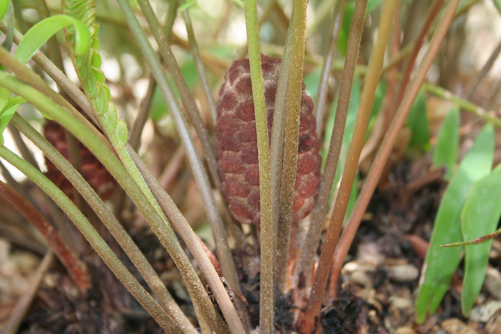 Cone emerging and surrounded by the leaves.