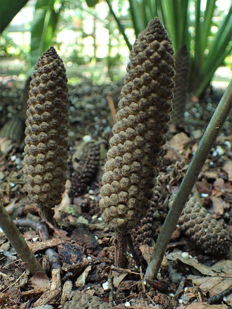 Erect, corn-cob-like cones.
