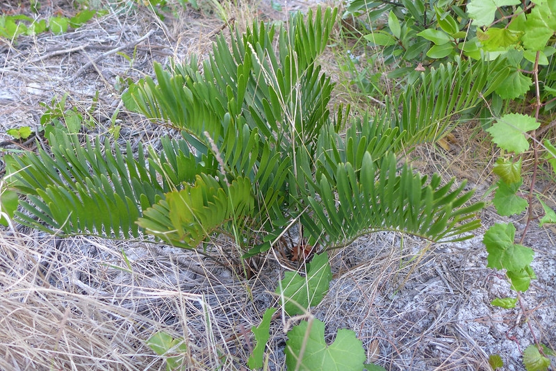 Plant with cluster of green, fern-like, pinnate leaves.