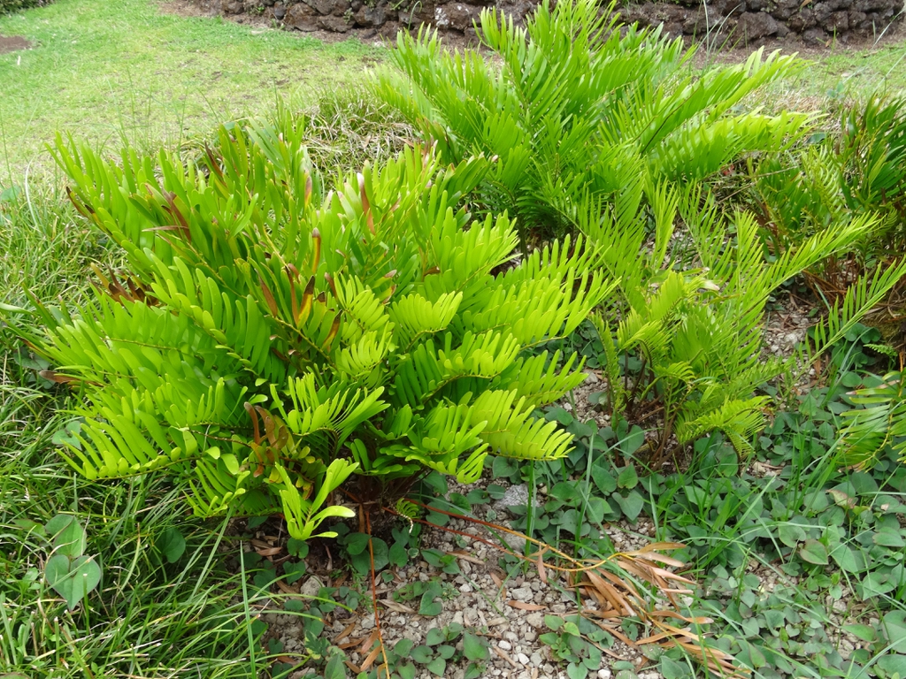 Fern-like clumps of low plants used as groundcover.