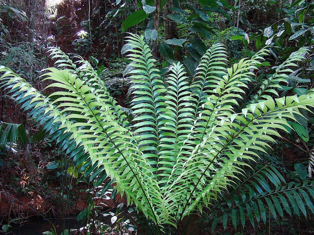Rosette plant with fern like leaves.
