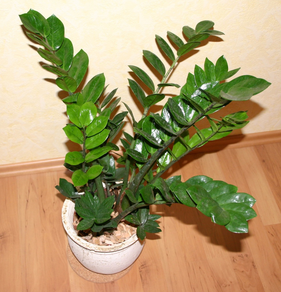 Potted plant with shiny, pinnate leaves like a Zamia cycad.