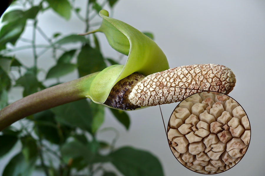 Spathe & spadix. Inset shows magnified spadix & tiny flowers.