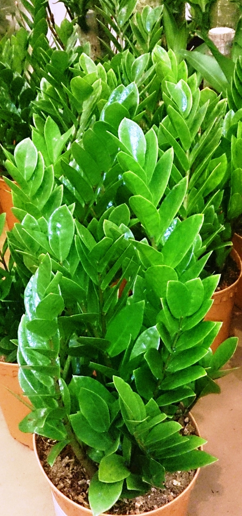 Potted plants with shiny, pinnate leaves like Zamia cycads.