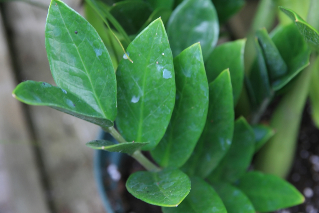 Shiny pinnate leaves