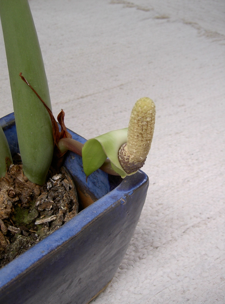 Spathe & spadix on a short stalk tumbling over the edge of pot.