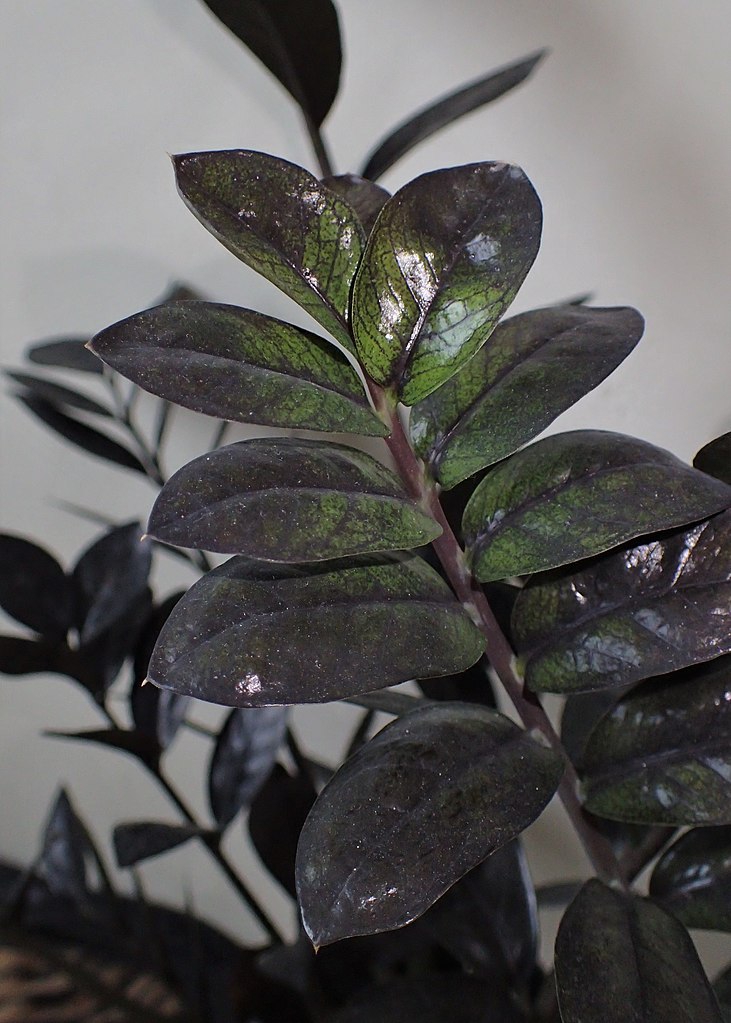 New leaves emerge lime green and darken as they age.