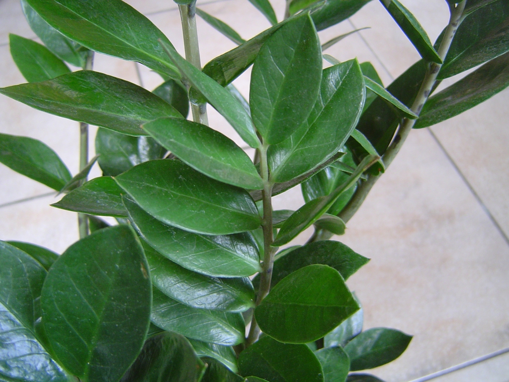 Shiny pinnate leaves