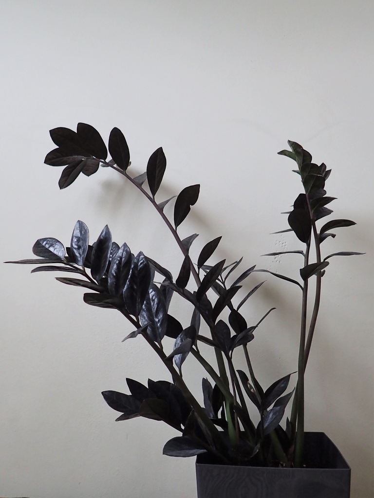 Shiny, pinnate, dark green almost black leaves.