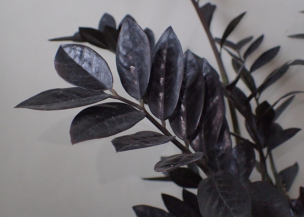 Shiny, pinnate, dark green almost black leaves.