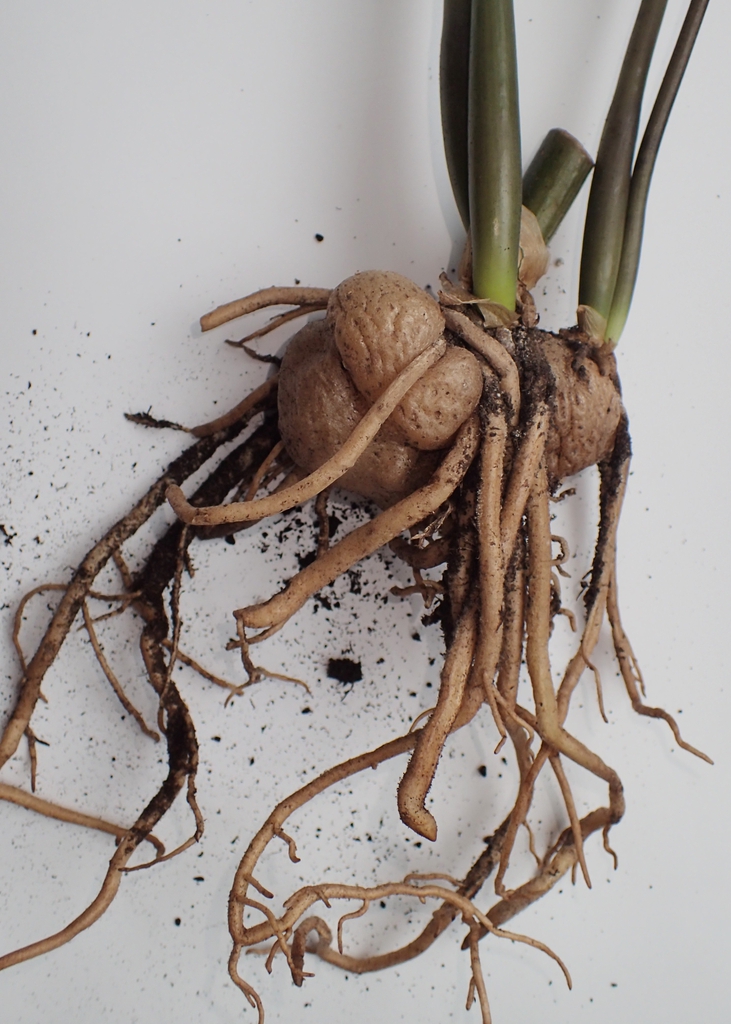 Excavated plant washed of soil to show tuberous rhizome.