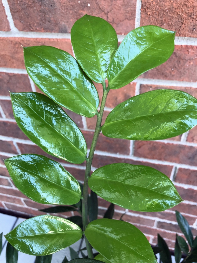 Pinnate leaf with shiny, broad leaflets.
