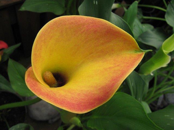 Zantedeschia