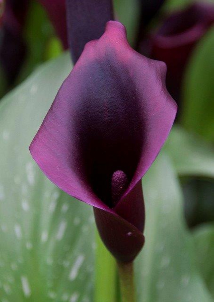 Zantedeschia