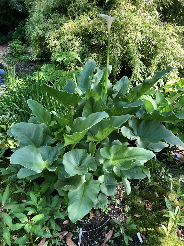 Form - May 19 - Wake Co., NC