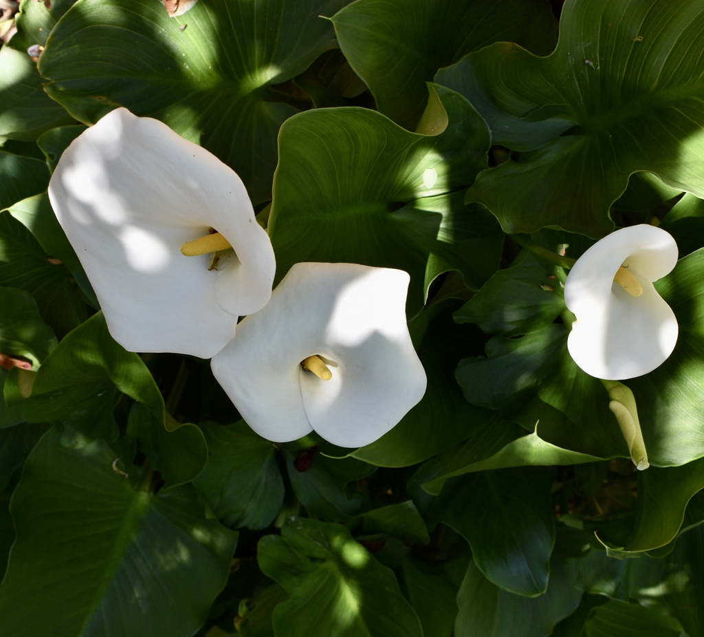 Flowers - April 22 - Wake Co., NC