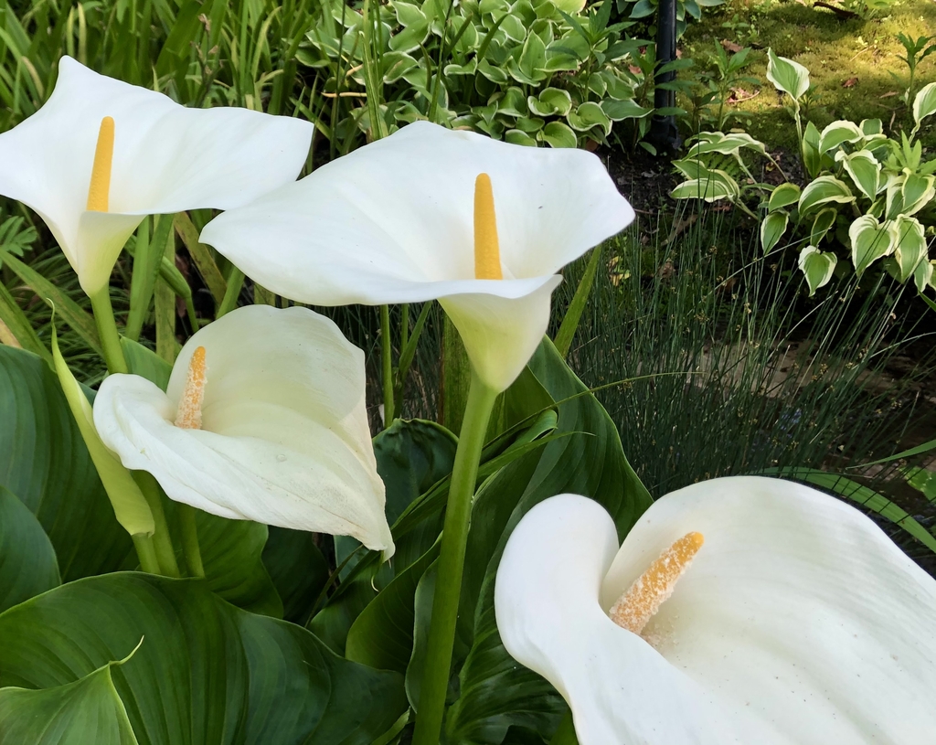 Flowers - May 19 - Wake Co., NC