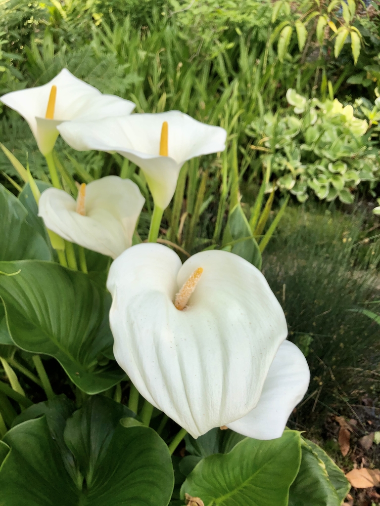Flowers - May 19 - Wake Co., NC
