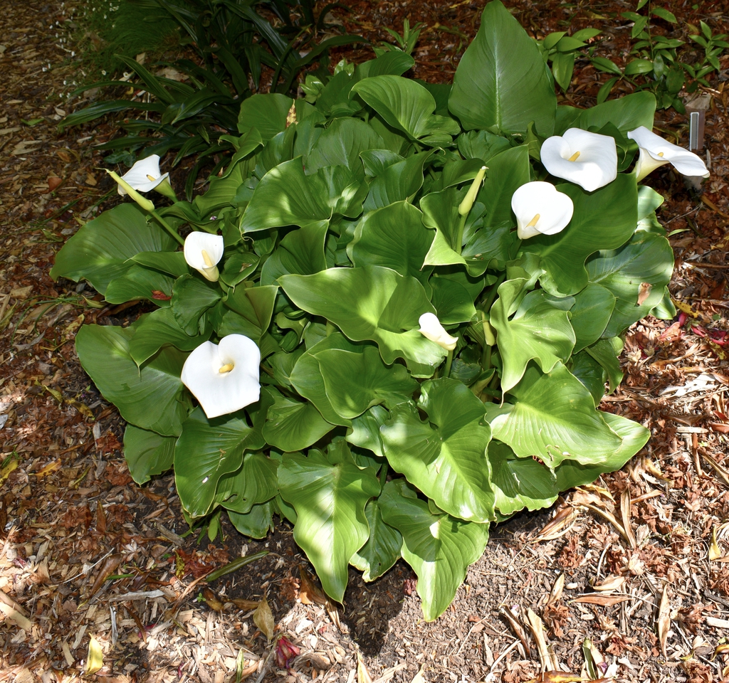 'Pershore Fantasia' - Form - April 22 - Wake Co., NC